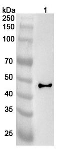 Western blot analysis was performed using anti-HLA-G polyclonal antibody at 1ug/mL on various samples.
Lane 1: PC-12 cell lysate