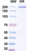Anti-Human Coagulation factor III/Tissue factor Reference Antibody (Samatatug) – Figure 1 of 2