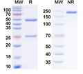 Anti-Human Complement Component C5aR1 Reference Antibody (Avdoralimab) – Figure 1 of 1