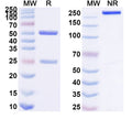SDS-PAGE for Anti-Human CD121b/IL1R2 Antibody (SAA2094).