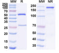 SDS-PAGE for Anti-Human ATF4/CREB2 Antibody (SAA0818).