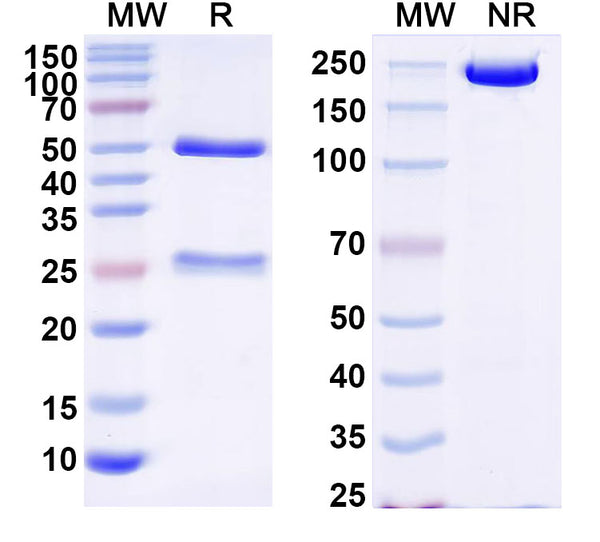 SDS-PAGE for Anti-Human ATF4/CREB2 Antibody (N360A/24)