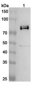 Western blot analysis was performed using anti-IDS polyclonal antibody at 1ug/mL on various samples.
Lane 1: Mouse brain lysate