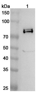 Western blot analysis was performed using anti-IDS polyclonal antibody at 1ug/mL on various samples.
Lane 1: Mouse brain lysate