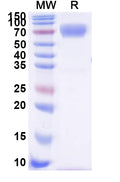Recombinant Human CD58 Protein, C-Fc