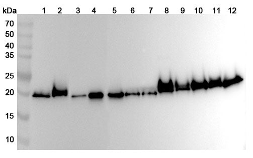 Western blot analysis was performed using anti-PEBP1 polyclonal antibody at 1ug/mL on various samples.
Lane 1: N2A cell lysate
Lane 2: PC-12 cell lysate
Lane 3: A549 cell lysate
Lane 5: 293T cell lysate
Lane 7: MCF-7 cell  lysate
Lane 8: Mouse brain lysate
Lane 9: Mouse liver lysate
Lane 10: Mouse testis lysate
Lane11: Rat liver lysate
Lane12: Rat testis lysate