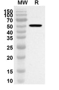 Western blot analysis was performed using anti-POLD1 polyclonal antibody at 1ug/mL on recombinant POLD1 (Catalog No. HB094012).