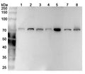 Western blot analysis was performed using anti-LMNB1 polyclonal antibody at 1ug/mL  on various samples.
Lane 1: Hela cell lysate
Lane 2: K562 cell lysate
Lane 3: HepG2 cell lysate
Lane 4: NIH3T3 cell lysate
Lane 5: Mouse spleen lysate
Lane 6: Rat spleen lysate
Lane 7: Rat testis lysate