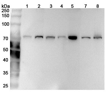 Western blot analysis was performed using anti-LMNB1 polyclonal antibody at 1ug/mL  on various samples.
Lane 1: Hela cell lysate
Lane 2: K562 cell lysate
Lane 3: HepG2 cell lysate
Lane 4: NIH3T3 cell lysate
Lane 5: Mouse spleen lysate
Lane 6: Rat spleen lysate
Lane 7: Rat testis lysate