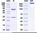 SDS-PAGE for Anti-Human/Mouse/Rat CD227/MUC1 Antibody (SM3).