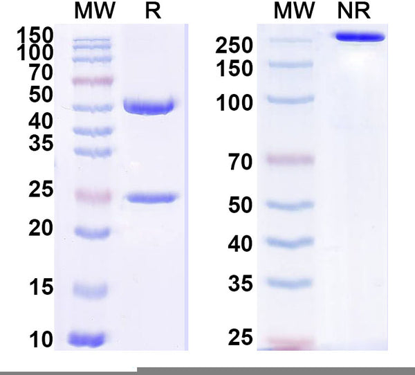 SDS-PAGE for Anti-Human/Mouse/Rat CD227/MUC1 Antibody (SM3).