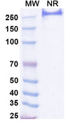 Anti-Human CD227/MUC1 Reference Antibody (CMB-401) – Figure 1 of 1