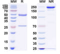 Anti-Human MUC-1 Reference Antibody (Sontuzumab) – Figure 1 of 1