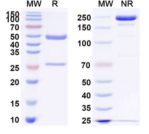 Anti-Human MUC-1 Reference Antibody (Sontuzumab) – Figure 1 of 1