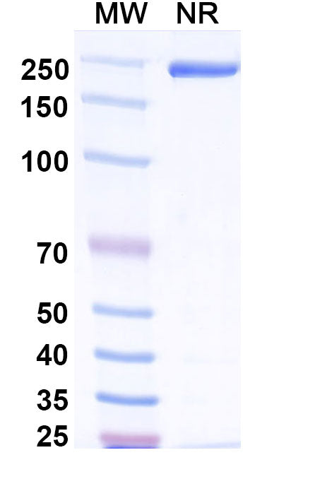 Anti-Human MUC-1 Reference Antibody (Cantuzumab) – Figure 1 of 1