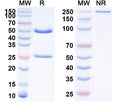 Anti-Human MUC-1 Reference Antibody (Clivatuzumab) – Figure 1 of 1