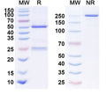 Anti-Human MUC-1 Reference Antibody (Epitumomab) – Figure 1 of 1