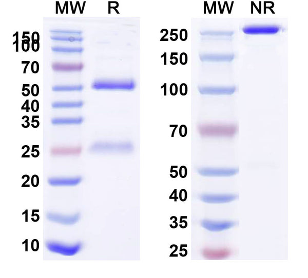 Anti-Human CD227/MUC1 Reference Antibody (huDMB5F3) – Figure 1 of 1