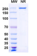 SEC-HPLC detection for Anti-Human MUC1-Tn/STn Antibody (5E5#).
