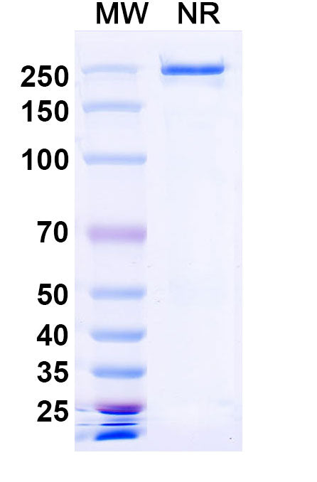 SEC-HPLC detection for Anti-Human MUC1-Tn/STn Antibody (5E5#).