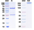 Anti-Human CD227/MUC1 Reference Antibody (TAB-004) – Figure 1 of 1