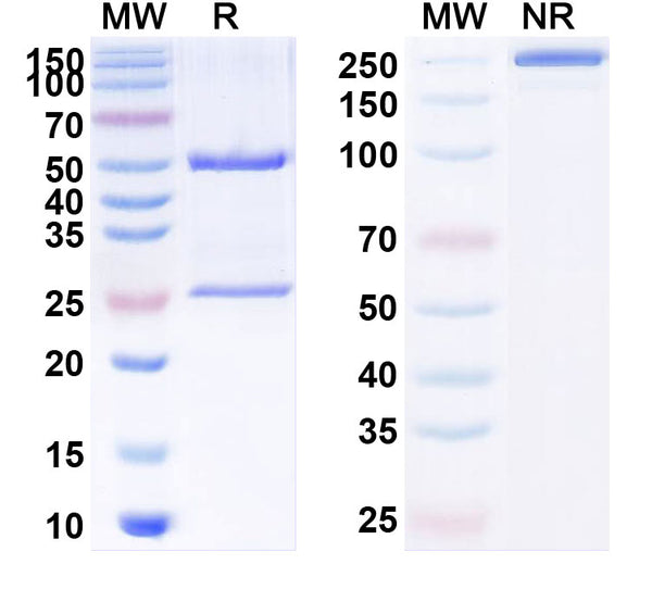 Anti-Human CD227/MUC1 Reference Antibody (TAB-004) – Figure 1 of 1