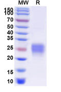 Recombinant Human CD32b/FCGR2B Protein, C-His