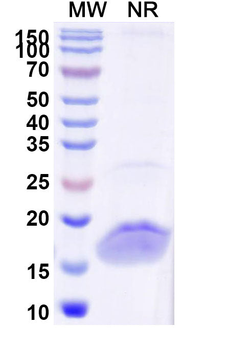 SDS-PAGE for Anti-Human CD32b/FCGR2B Nanobody (SAA1313)