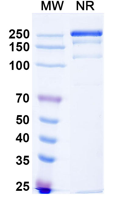 Anti-Human CD32b/FCGR2B Reference Antibody (BI-1607) – Figure 1 of 1