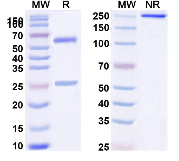 Anti-Human CD32b/FCGR2B Reference Antibody (SM201) – Figure 1 of 1