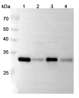 Hela cells were fixed with 4% paraformaldehyde for 20 minutes, followed by blocking with 5% goat serum for 1 hour. The cells were then incubated with a primary antibody targeting EpCAM (HB104014) at a concentration of 20.4 ug/ml overnight at 4°C. Afterward, the cells were incubated with a secondary antibody, Goat Anti-Rabbit IgG (Alexa Fluor-488) for 50 minutes at room temperature. The localization of EpCAM was visualized (shown in green), and nuclear DNA was stained with DAPI (shown in blue).