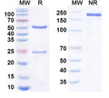 SDS-PAGE for Anti-Human CD326/EPCAM Antibody (MOC-31)