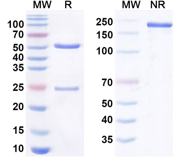 SDS-PAGE for Anti-Human CD326/EPCAM Antibody (MOC-31)