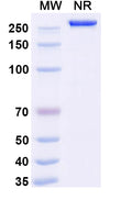Anti-Human EpCAM/TROP1 Reference Antibody (Adecatumumab) – Figure 1 of 1