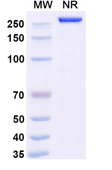 Anti-Human EpCAM/TROP1 Reference Antibody (Adecatumumab) – Figure 1 of 1
