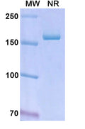 Anti-Human EpCAM/TROP1 Reference Antibody (Edrecolomab) – Figure 1 of 2