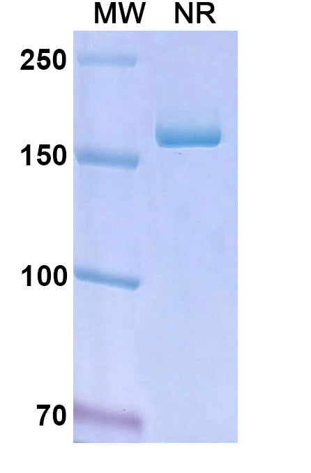Anti-Human EpCAM/TROP1 Reference Antibody (Edrecolomab) – Figure 1 of 2