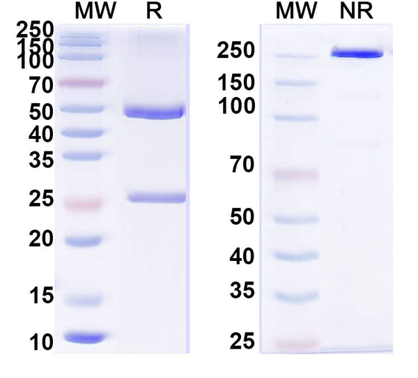 Anti-Human EpCAM/TROP1 Reference Antibody (Varsetatug) – Figure 1 of 1