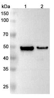 Western blot analysis was performed using anti-MAT2A polyclonal antibody at 1μg/ml on various samples.
Lane 1: Mouse liver lysate
Lane 2: Rat liver lysate