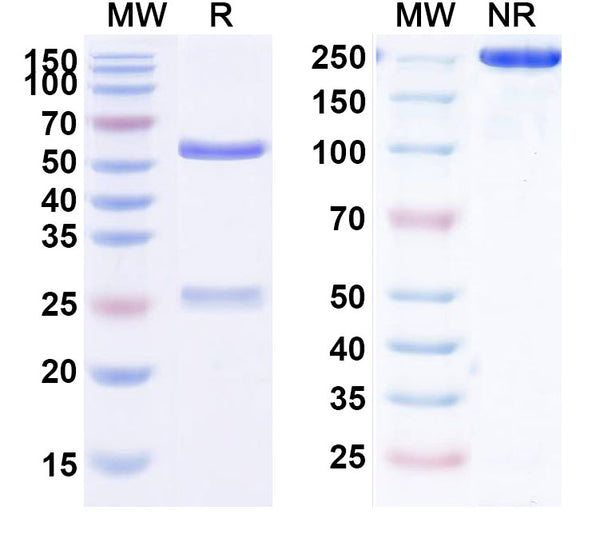 Anti-Human GM-CSF R alpha Reference Antibody (Mavrilimumab) – Figure 1 of 1