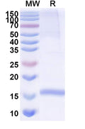 SDS-PAGE for Anti-Human CD49c/ITGA3 Nanobody (SAA1303).