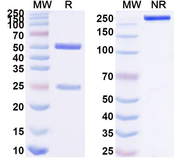 SDS-PAGE for InVivoMAb Anti-Human ERBB3/HER3 Antibody (Iv0184)