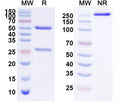Anti-Human ERBB3/HER3 Reference Antibody (Duligotuzumab) – Figure 1 of 5