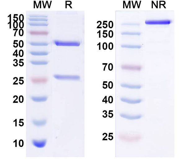 Anti-Human ERBB3/HER3 Reference Antibody (Duligotuzumab) – Figure 1 of 5