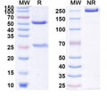 Anti-Human ErbB3/Her3 Reference Antibody (Seribantumab) – Figure 1 of 2
