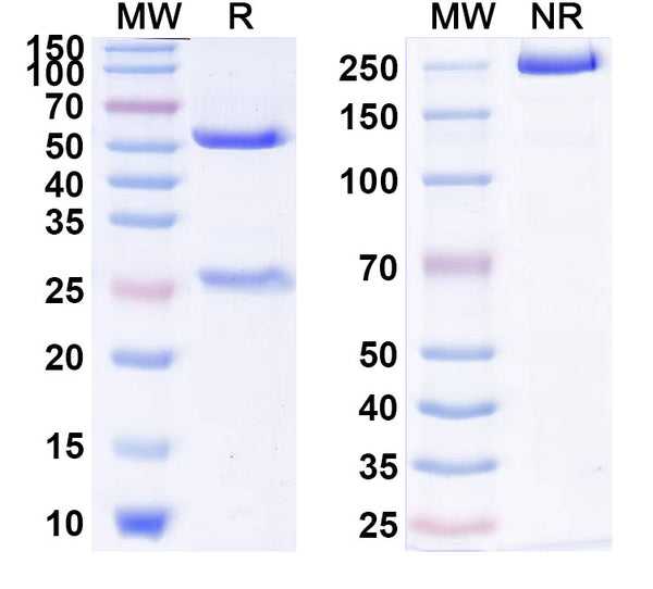 Anti-Human ErbB3/Her3 Reference Antibody (Seribantumab) – Figure 1 of 2