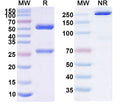 Anti-Human ErbB3/Her3 Reference Antibody (Barecetamab) – Figure 1 of 1