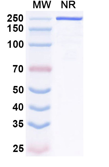 Anti-Human ERBB3/HER3 Reference Antibody (CDX-3379) – Figure 1 of 1