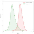 Flow-cytometry using anti-human ERBB3 antibody. Human SK-BR-3 cell line were stained with an irrelevant antibody (Green Histogram) or an anti-human ERBB3 antibody monoclonal antibody (Catalog # HB116107 , Red Histogram) at a concentration of 20 µg/ml for 30 mins at RT. After washing, bound antibody was detected using a FITC conjugated goat anti-human antibody (Catalog # HF690414) and cells analysed on a NovoCyte Flow Cytometer.