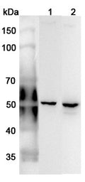 Western blot analysis was performed using anti-ANXA7 polyclonal antibody at 1μg/ml on various samples.
Lane 1: Mouse brain lysate
Lane 2: Rat brain  lysate